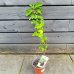 Ficus carica (Figovník obyčajný) ‘NOIRE DE CAROMB’ – výška 50–70 cm, kont. C2L Ficus carica (Figovník obyčajný) ‘NOIRE DE CAROMB’ – výška 50–70 cm, kont. C2L